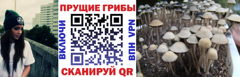 Купить  Брянск  Галлюциногенные грибы MAGIC MUSHROOMS 